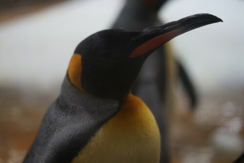 Im Wuppertaler Zoo gibt es sogar Königspinguine. Das ist selten, weil die Königspinguine anders als die Humboldtpinguine nicht bei unseren Außentemperaturen gehalten werden können und beständiger Kühlung bedürfen.

Aufnameort: Wuppertaler Zoo
Kamera: Sony Alpha 7/II