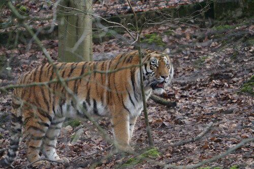 Die Sibirischen Tiger im Wuppertaler Zoo haben ein deutlich größeres und naturnäheres Gehege als die im Kölner.

Aufnameort: Wuppertaler Zoo
Kamera: Sony Alpha 7/II