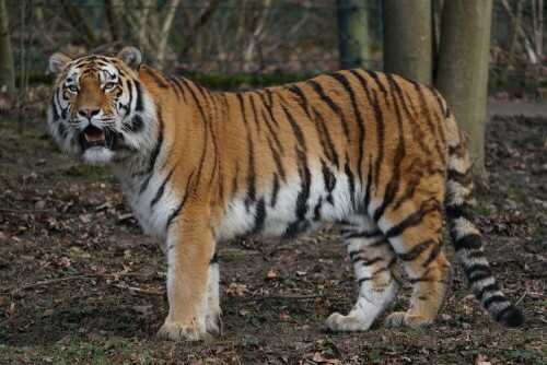 

Aufnameort: Wuppertaler Zoo
Kamera: Sony Alpha 7/II