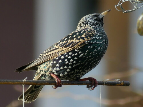 

Aufnameort: Weidenbach in meinem Garten
Kamera: Panasonic Lumix FZ 330