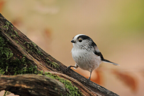 Schwanzmeise

Aufnameort: Odenwald
Kamera: Canon EOS 7D