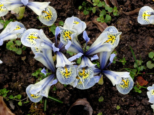 iris-katherine-hodgkin-30863.jpeg