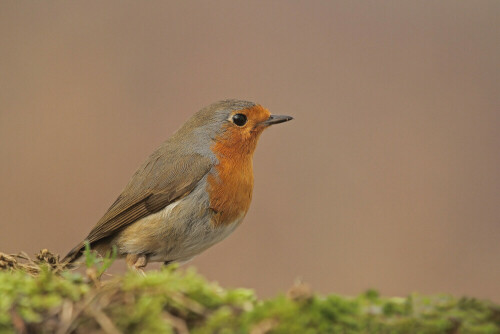 Rotkehlchen

Aufnameort: Odenwald
Kamera: Canon EOS 7D