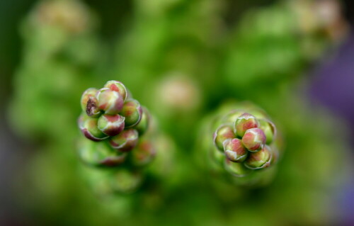 mahonia-blutenknospen-30889.jpeg