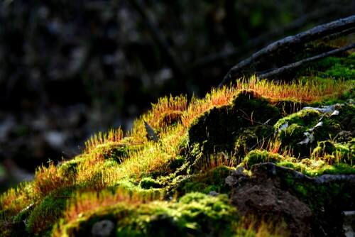 

Aufnameort: Triesdorf im Wald
Kamera: Nikon D500