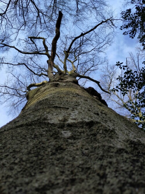 alte-buche-30913.jpeg