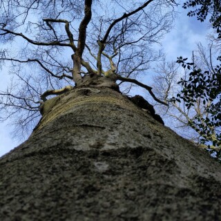 alte-buche-30913