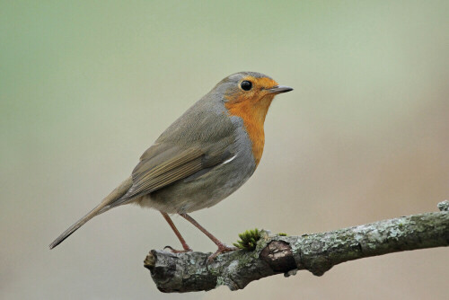 Rotkehlchen


Aufnameort: Odenwald
Kamera: Canon EOS 7D