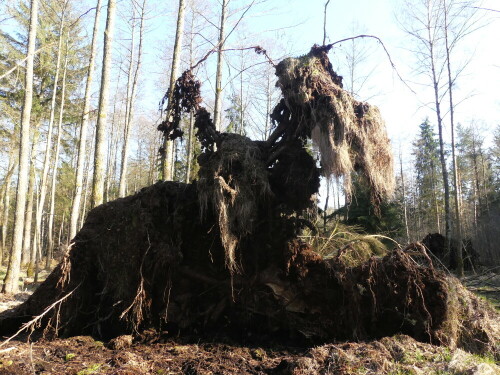 

Aufnameort: Heglau Wald
Kamera: Panasonic Lumix FZ 330