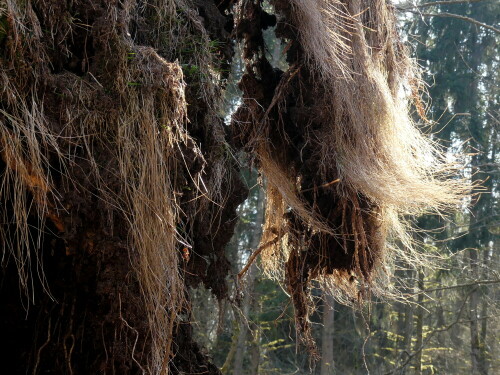 

Aufnameort: Heglau Wald
Kamera: Panasonic Lumix FZ 330