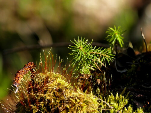 

Aufnameort: Heglau Wald
Kamera: Panasonic Lumix FZ 330