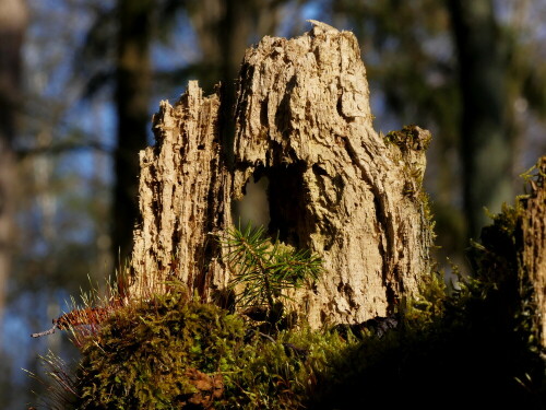 

Aufnameort: Heglau Wald
Kamera: Panasonic Lumix FZ 330