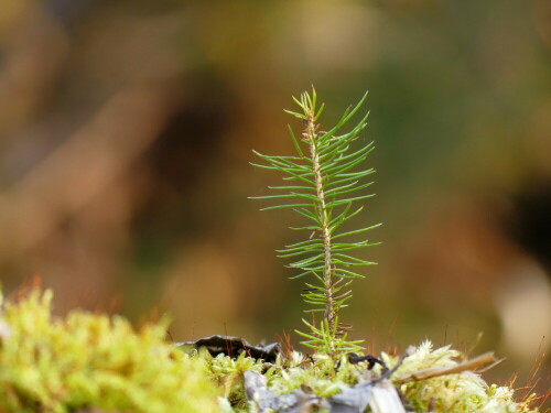 

Aufnameort: Heglau Wald
Kamera: Panasonic Lumix FZ 330