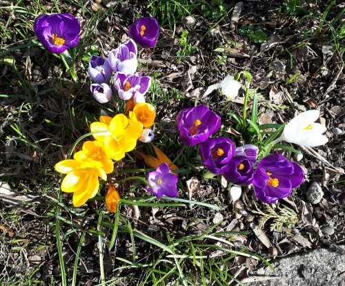 Schöner kann sich der Frühling doch garnicht anmelden.

Aufnameort: Wiblingen
Kamera: Panasonic TZ D 96