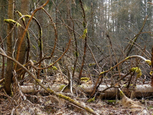 

Aufnameort: Heglau Wald
Kamera: Panasonic Lumix FZ 330