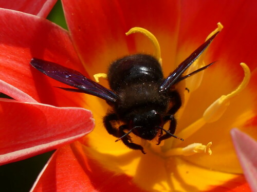 

Aufnameort: Weidenbach in meinem Garten
Kamera: Panasonic Lumix FZ 330