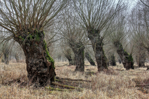 Kopfweiden in NSG Kühkopf

Aufnameort: Rheinebene
Kamera: Canon EOS 60D