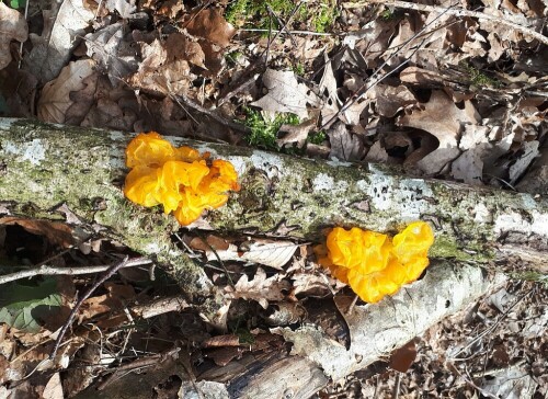 Dieser Pilz ist ungiftig, aber für den Verzehr nicht geeignet.

Aufnameort: Gögglinger Wald hinter Wiblingen
Kamera: Panasonic TZ 96 D