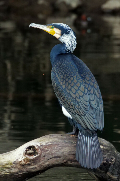 kormoran-sinensis-im-brutkleid-30987.jpeg