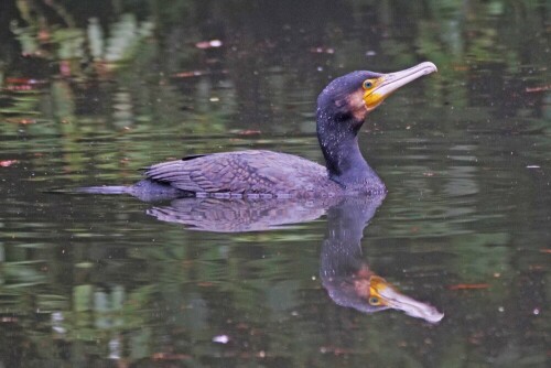 kormoran-sinensis-im-schlichtkleid-30988.jpeg