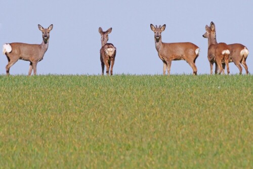 rehe-am-horizont-30977.jpeg