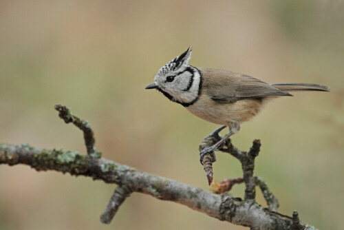 Haubenmeise

Aufnameort: Odenwald
Kamera: Canon EOS 7D