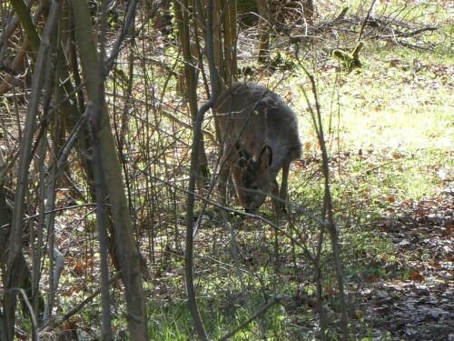 Ab und zu sieht man im Gögglinger Wald noch ein Reh!

Aufnameort: Gögglinger Wald hinter Wiblingen
Kamera: Pansonic TZ D 96