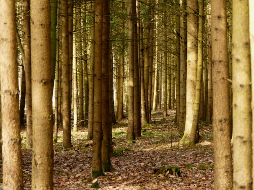 

Aufnameort: Triesdorf im Wald
Kamera: Panasonic Lumix FZ 330