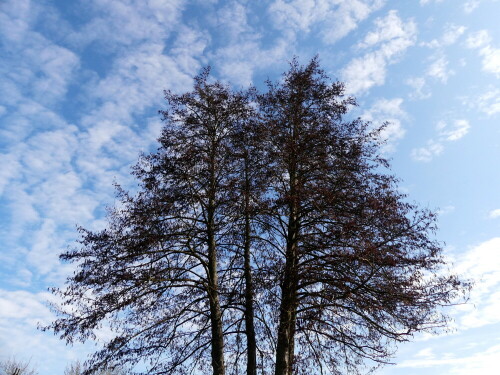 

Aufnameort: Weidenbach Weidenpark
Kamera: Panasonic Lumix FZ 330