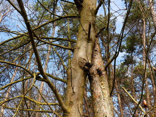 

Aufnameort: Wald bei Neuses
Kamera: Panasonic Lumix FZ 330