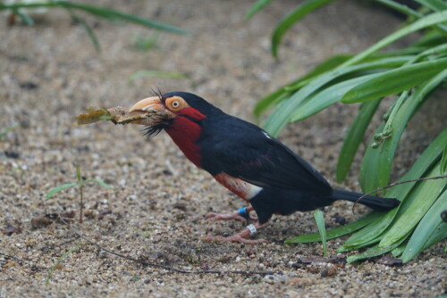 furchenschnabel-bartvogel-31012.jpeg