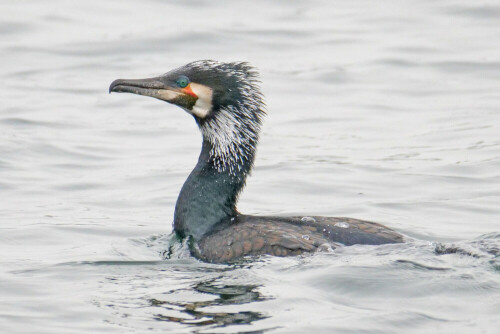 kormoran-sinensis-schnabelhaut-90-grad-winkel-31044.jpeg