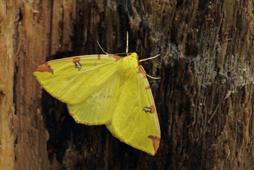 Gelbspanner

Aufnameort: Odenwald
Kamera: Canon EOS 60D