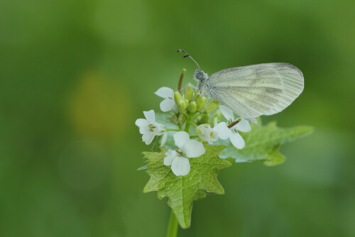 Rapsweißling

Aufnameort: Odenwald
Kamera: Canon EOS 60D