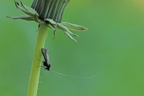 Grüner Langfühler


Aufnameort: Odenwald
Kamera: Canon EOS 60D