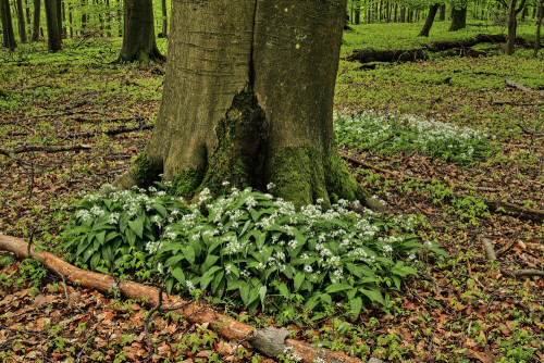 Bärlauch

Aufnameort: Odenwald
Kamera: Canon EOS 7D