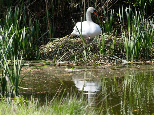 triesdorfer-schwanin-am-nest-31172.jpeg