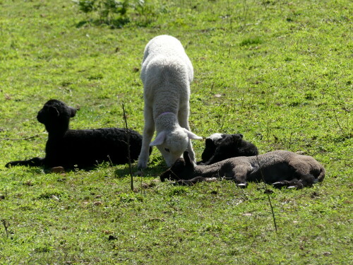 

Aufnameort: am Camino Portugues da Costa
Kamera: Panasonic Lumix FZ 330