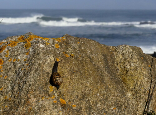 

Aufnameort: am Camino Portugues da Costa
Kamera: Panasonic Lumix FZ 330