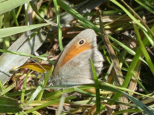 Bei jedem schönen Wetter ein "neuer" Schmetterling"

Aufnameort: An der Brenz bei Hermaringen
Kamera: Panasonic TZ D 96