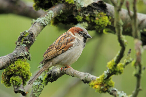 Haussperling

Aufnameort: Odenwald
Kamera: Canon EOS 7D