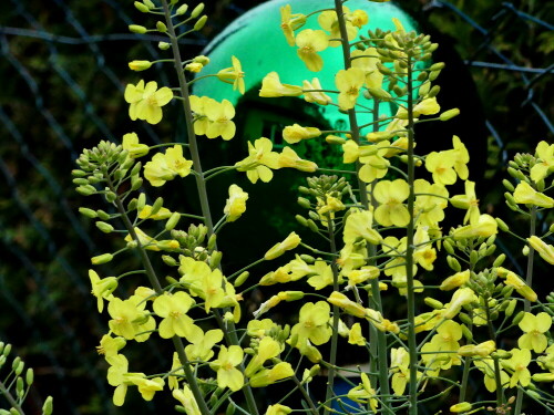 

Aufnameort: Weidenbach in meinem Garten
Kamera: Panasonic Lumix FZ 330