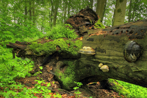 Totholz

Aufnameort: Odenwald
Kamera: Canon EOS 7D