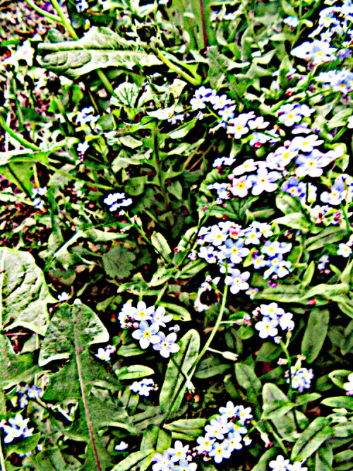 buntes-vergissmeinnicht-myosotis-discolor-pers-31149.jpeg