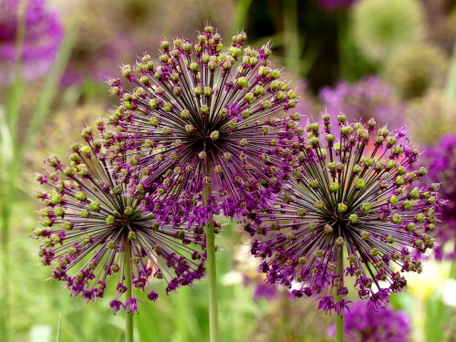 

Aufnameort: Weidenbach in meinem Garten
Kamera: Panasonic Lumix FZ 330