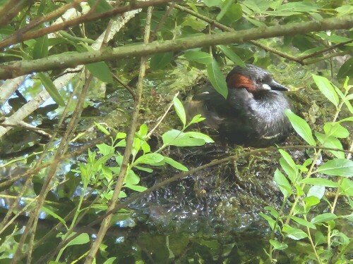 Ganz versteckt, durch Zufall gesehen!

Aufnameort: Itzelberger See
Kamera: Panasonic TZ 96 D