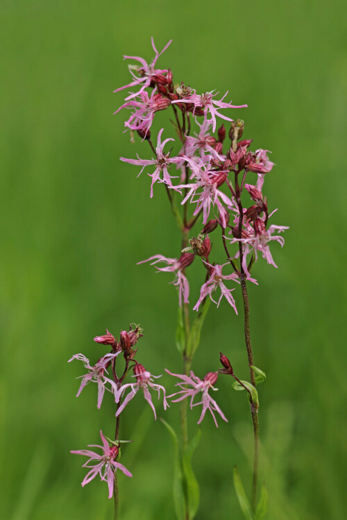 Aufnahmeort:   Odenwald
Kamera:         Canon EOS 60D
Objektiv:         Sigma Makro 150mm
Stativ, Kabelauslöser

# 00002