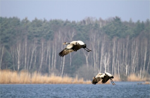 Aufnahme vom 09.03.2014

Aufnameort: Tauerteich, Oberlausitz
Kamera: Sony SLT A77 V