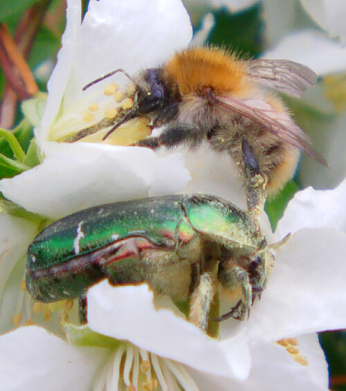 Insekten lassen sich häufig durch Düfte leiten.
http://de.wikipedia.org/wiki/Ackerhummel
http://de.wikipedia.org/wiki/Gro%C3%9Fer_Rosenk%C3%A4fer

Videoclip hierzu:
https://youtu.be/DUp903ng2Mk

Aufnameort: Eiershausen Garten
Kamera: Medion Digitaler Full-HD-Camcorder mit Touchscreen Medion Life