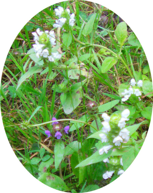 Wie hier im Bild zu erkennen ist, wachsen zwei nahe verwandte Arten miteinander wie durcheinander auf.
http://de.wikipedia.org/wiki/Kleine_Braunelle
http://de.wikipedia.org/wiki/Wei%C3%9Fe_Braunelle

Aufnameort: Eiershausen Hirschbergwald
Kamera: Medion Full-HD-Camcorder mit Touchscreen Medion Life